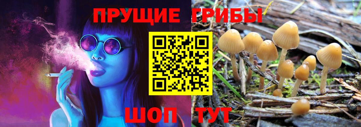 Псилоцибиновые грибы мицелий Тамбов